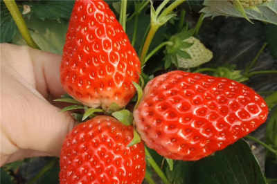 浙江宁波优质温室草莓苗 新闻 近期出售价格