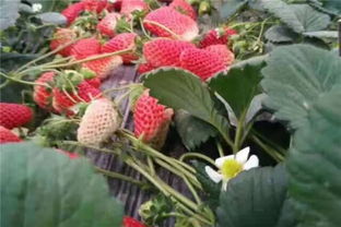 四川达州牛奶草莓苗销售商热线