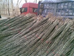 销售一年生新疆杨2--3公分新疆杨|种根种条|绿化苗木|供应信息|597苗木网