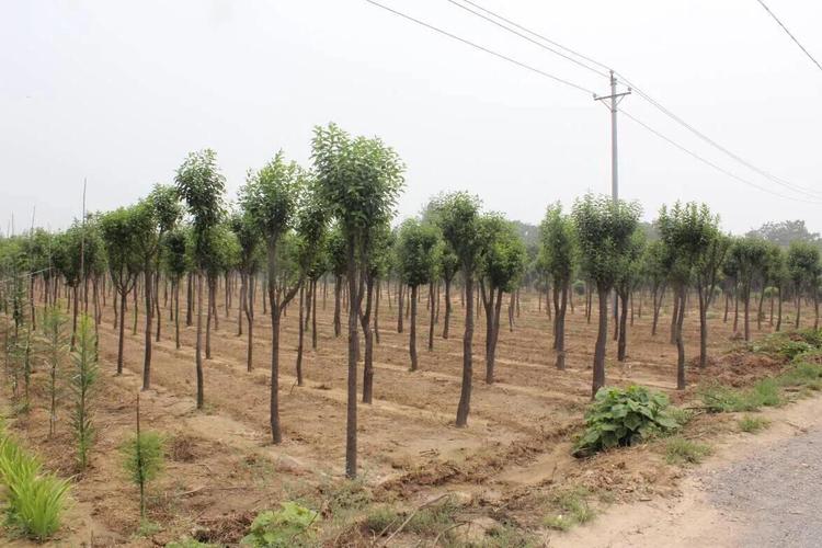 在农村种植绿化苗木有发展前途吗?最具市场潜力的苗木有哪些?_市场化