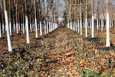 种植经验:加强苗木管护 确保栽植成活