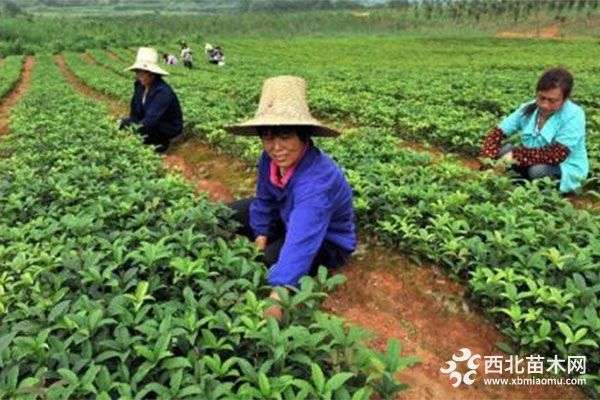 种植经验 加强苗木管护 确保栽植成活