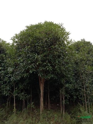 咸宁万桂桂花苗木种植专业合作社